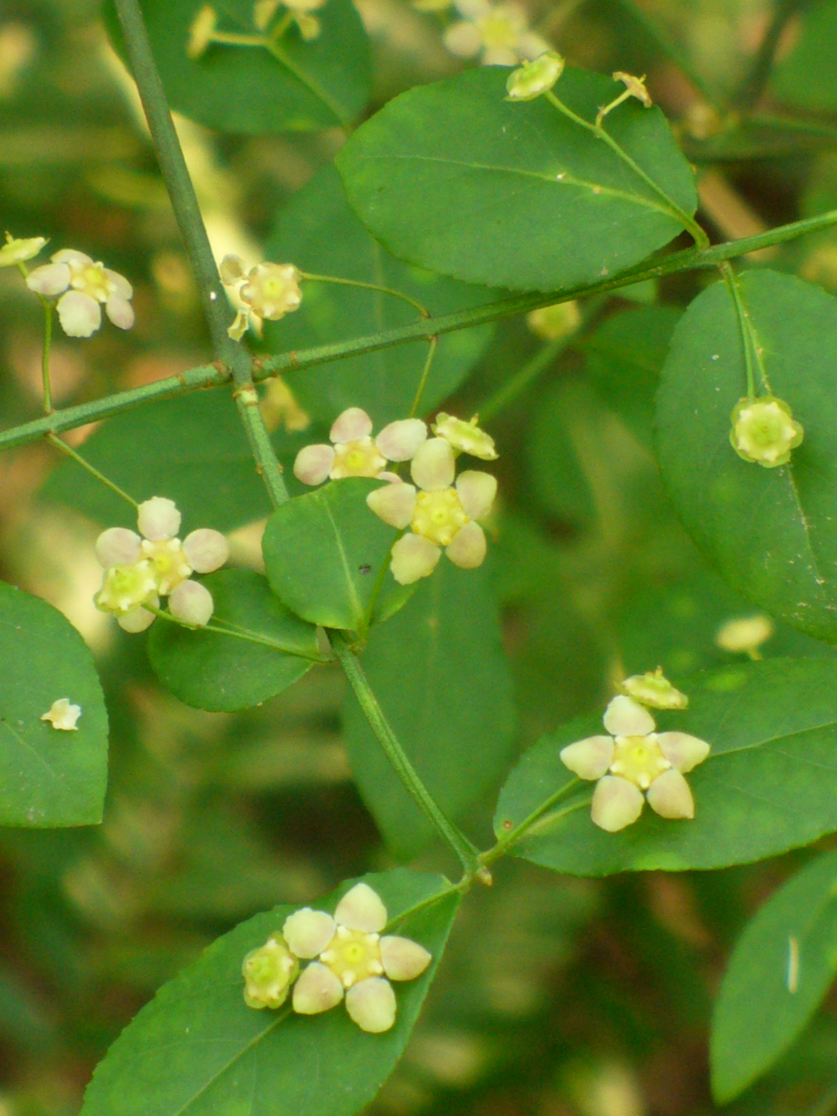 American Strawberry Bush, Hearts-A-Burstin', Wahoo, Brook Euonymus