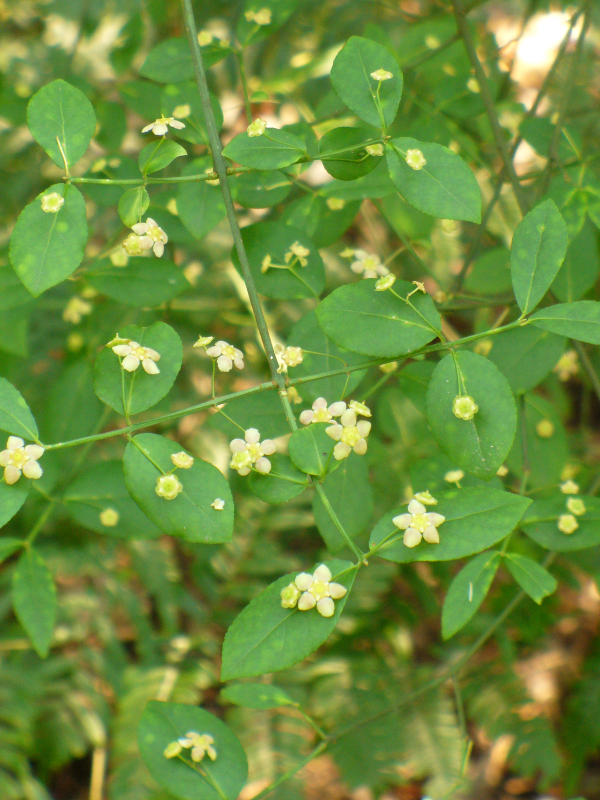 American Strawberry Bush, Hearts-A-Burstin', Wahoo, Brook Euonymus