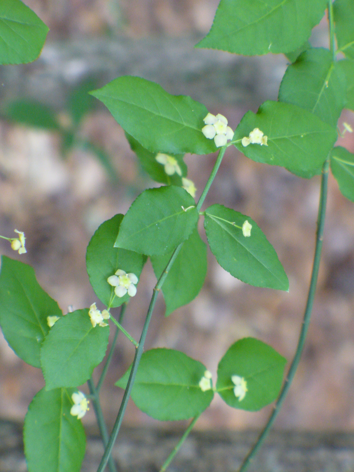 American Strawberry Bush, Hearts-A-Burstin', Wahoo, Brook Euonymus