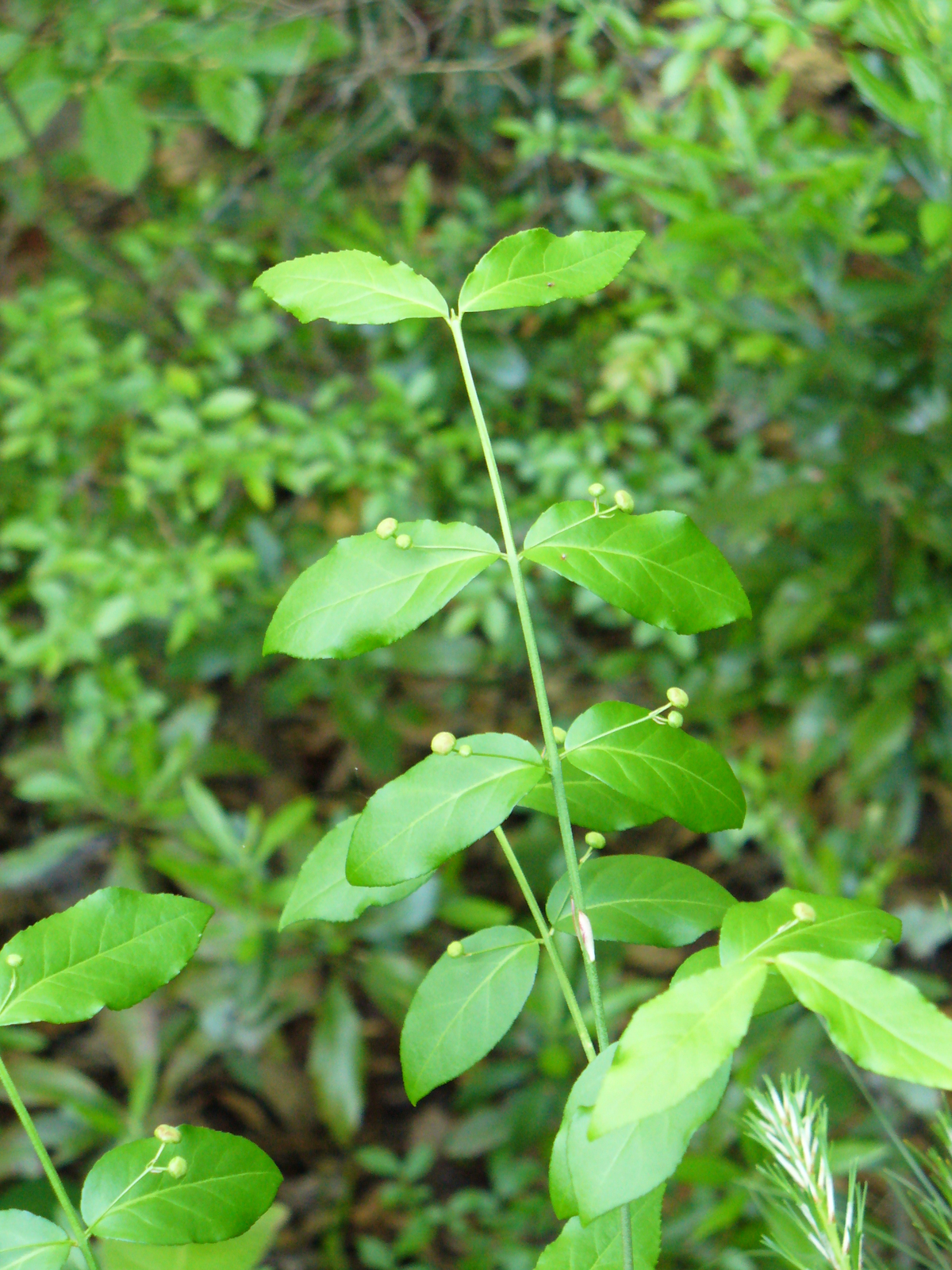 American Strawberry Bush, Hearts-A-Burstin', Wahoo, Brook Euonymus