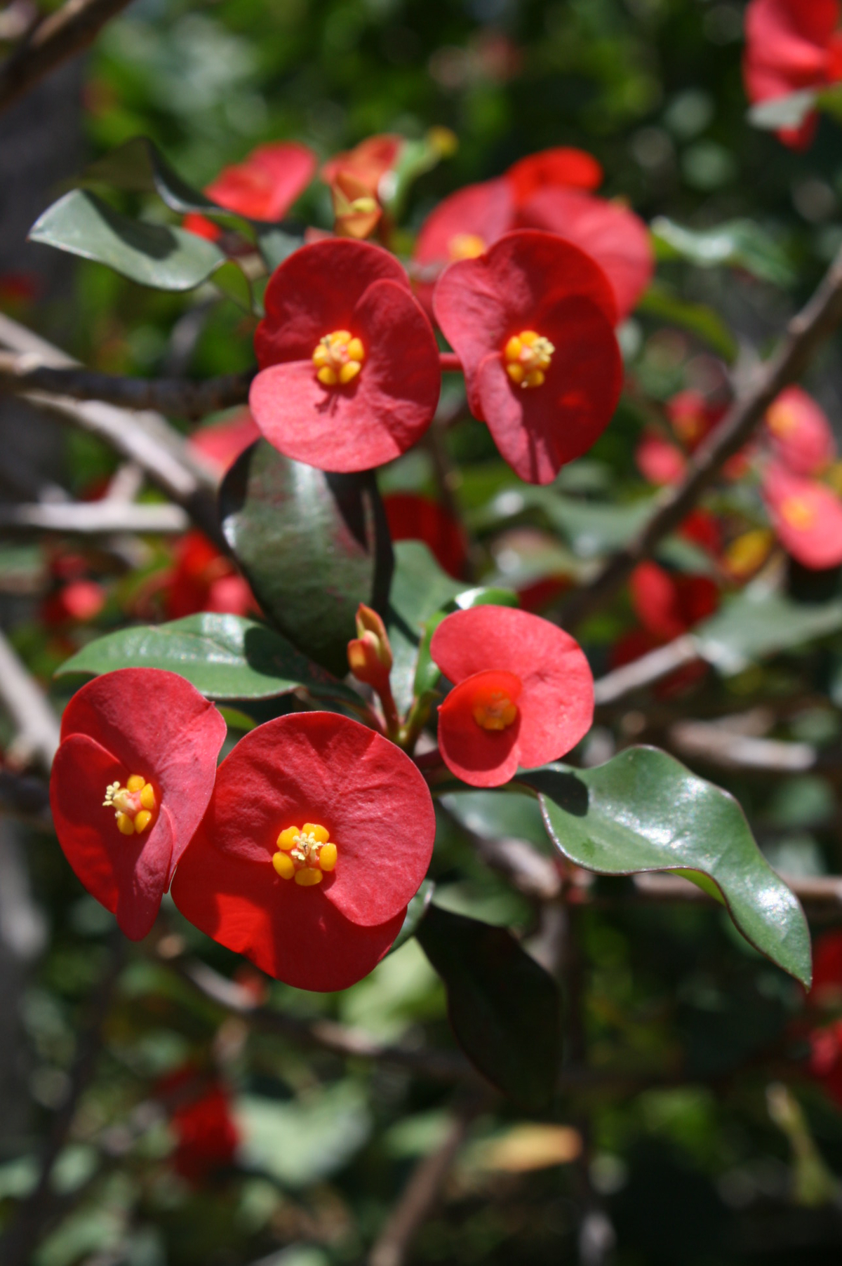 Gerold's Spurge, Thornless Crown of Thorns