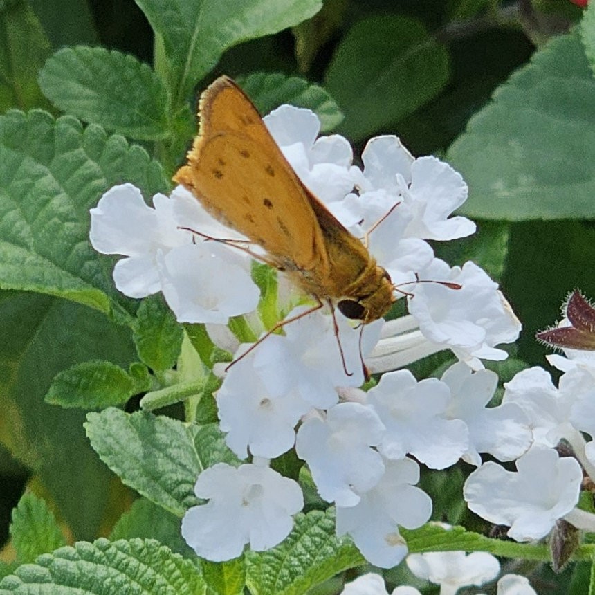 White Trailing Lantana, Weeping Lantana
