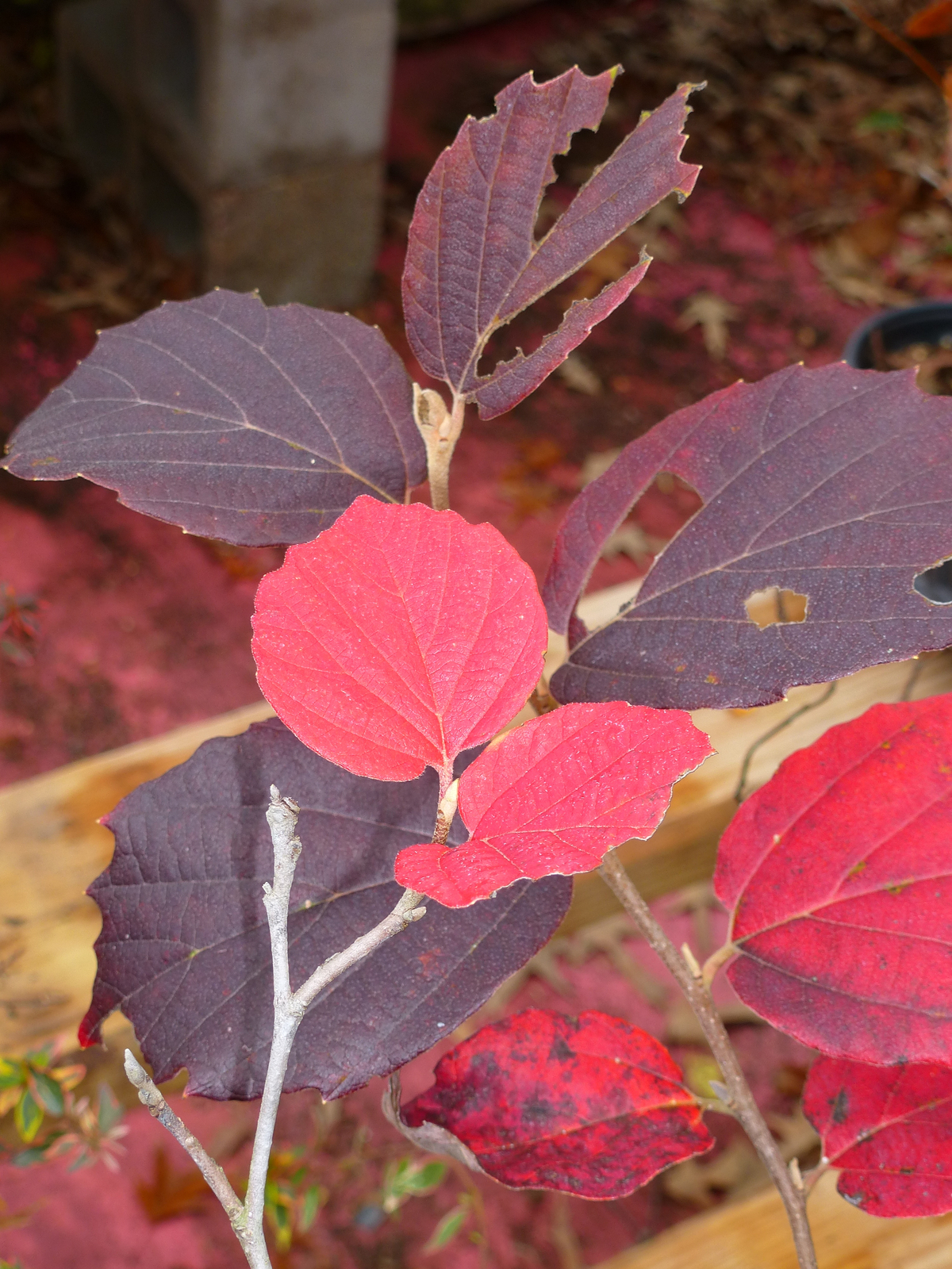 Mount Airy Fothergilla