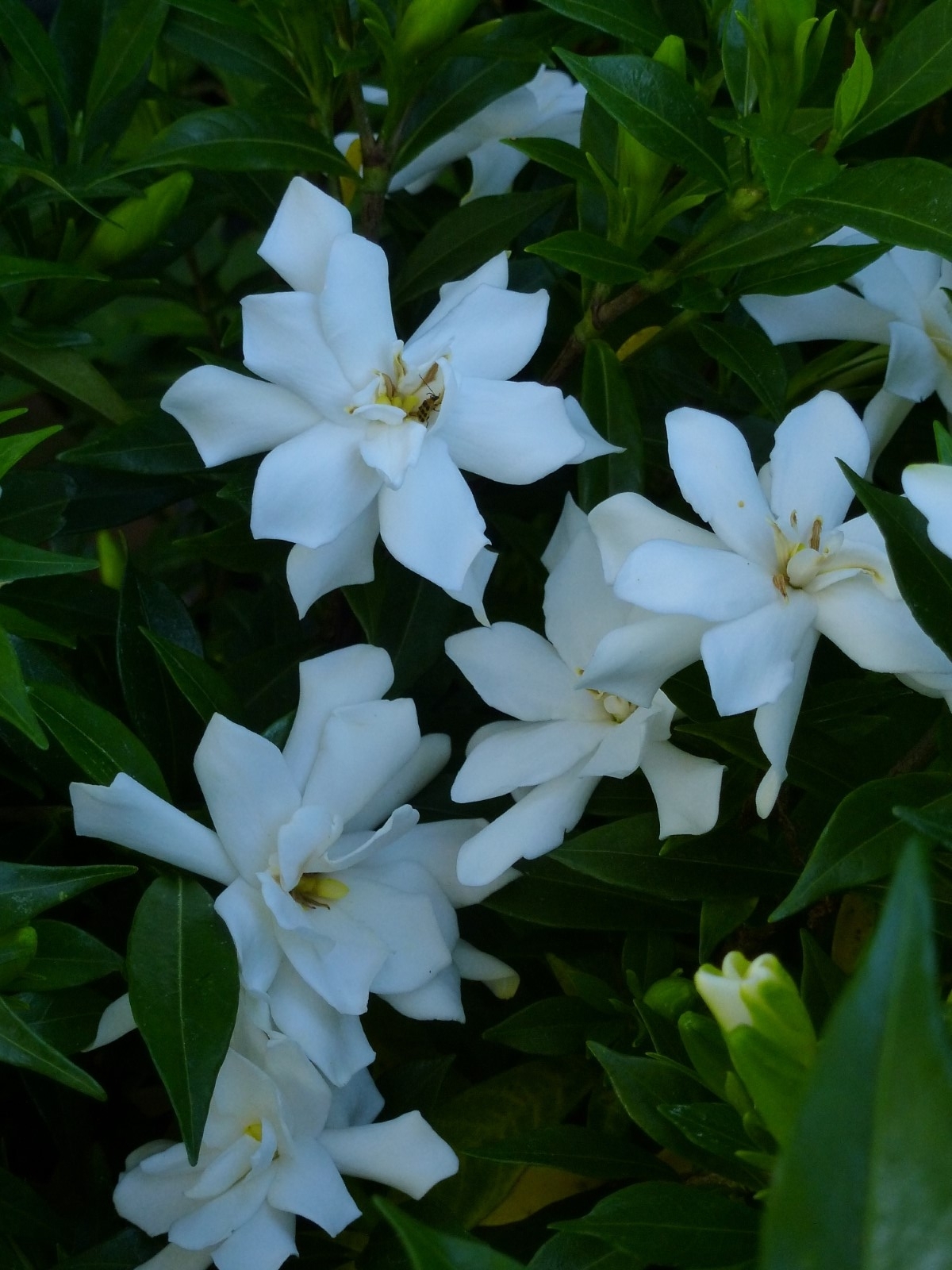 Frostproof Gardenia