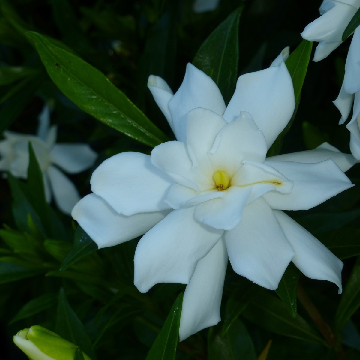 Frostproof Gardenia