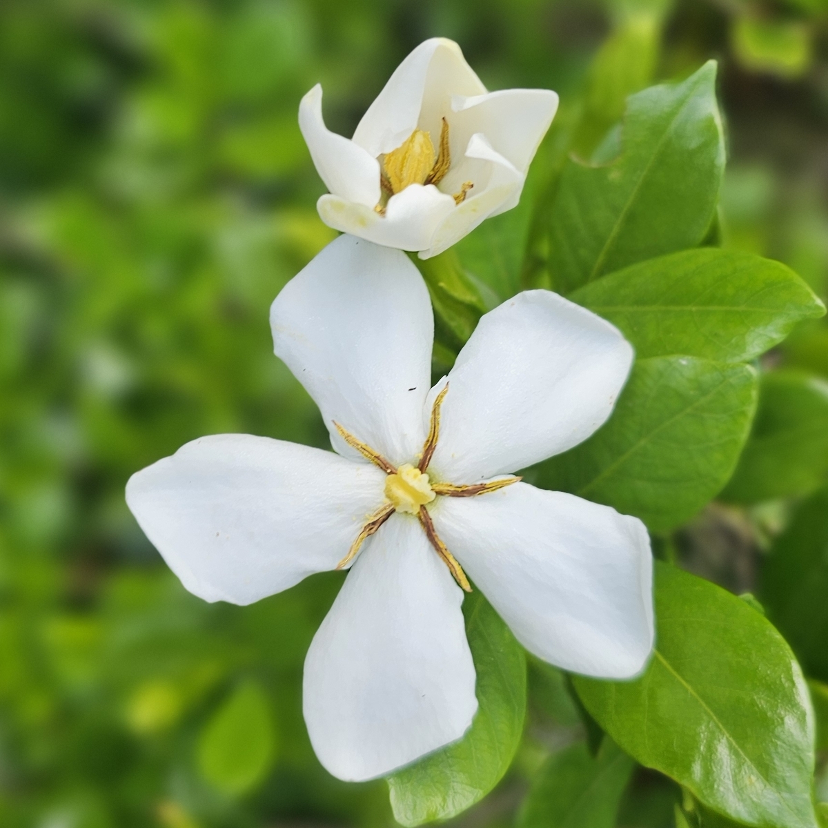 Gardenia Martha Turnbull, Rosedown Beauty Gardenia