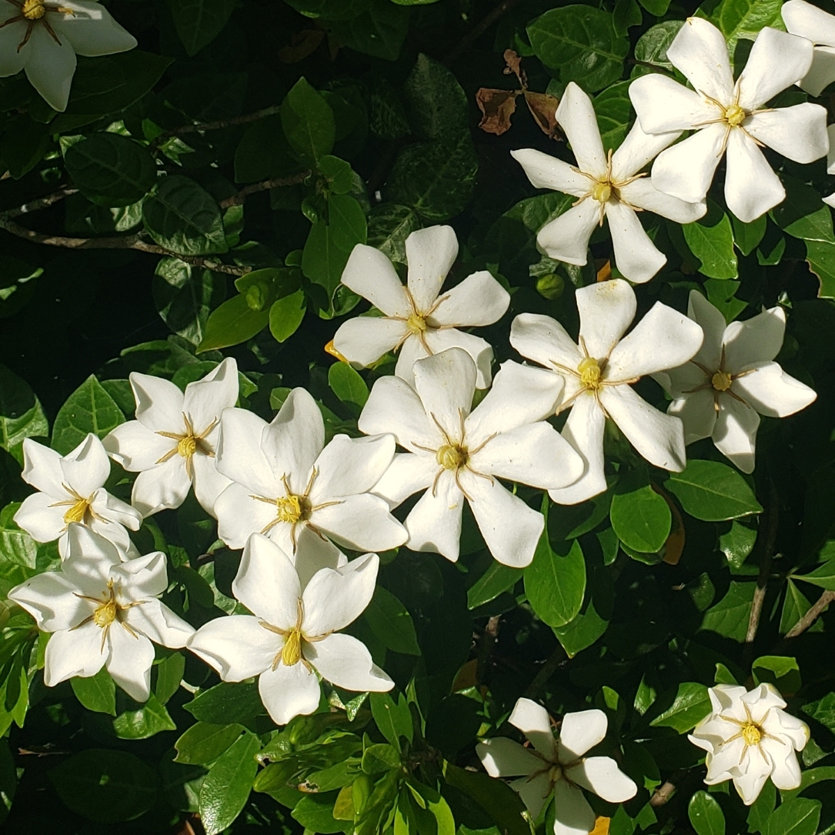 Gardenia Martha Turnbull, Rosedown Beauty Gardenia