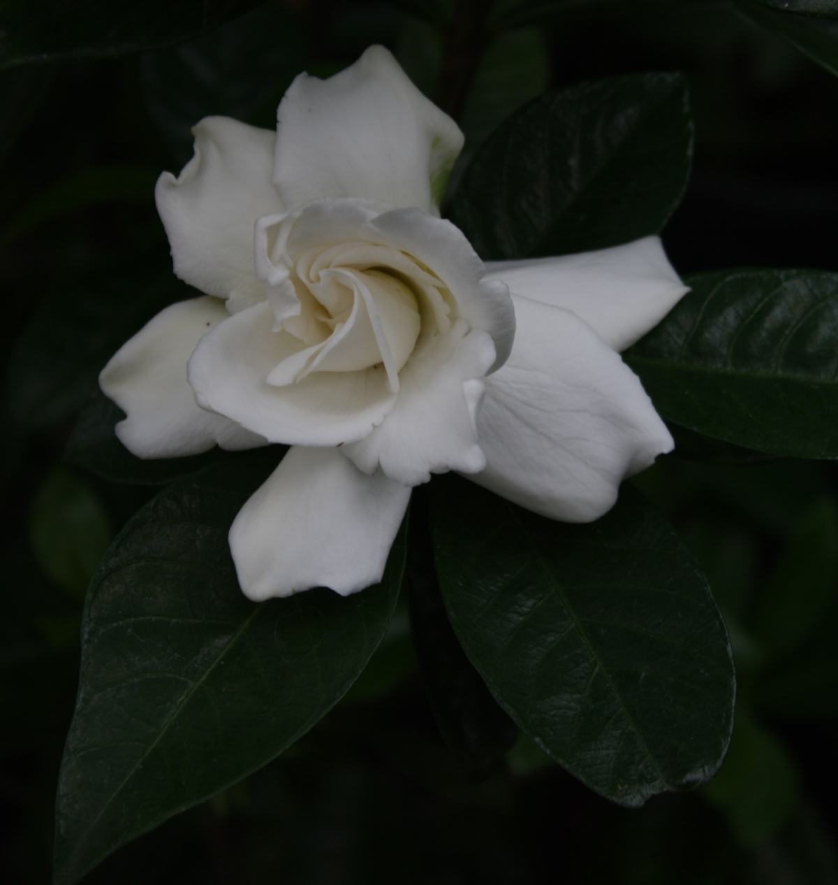 Vietchii Gardenia, Everblooming Gardenia