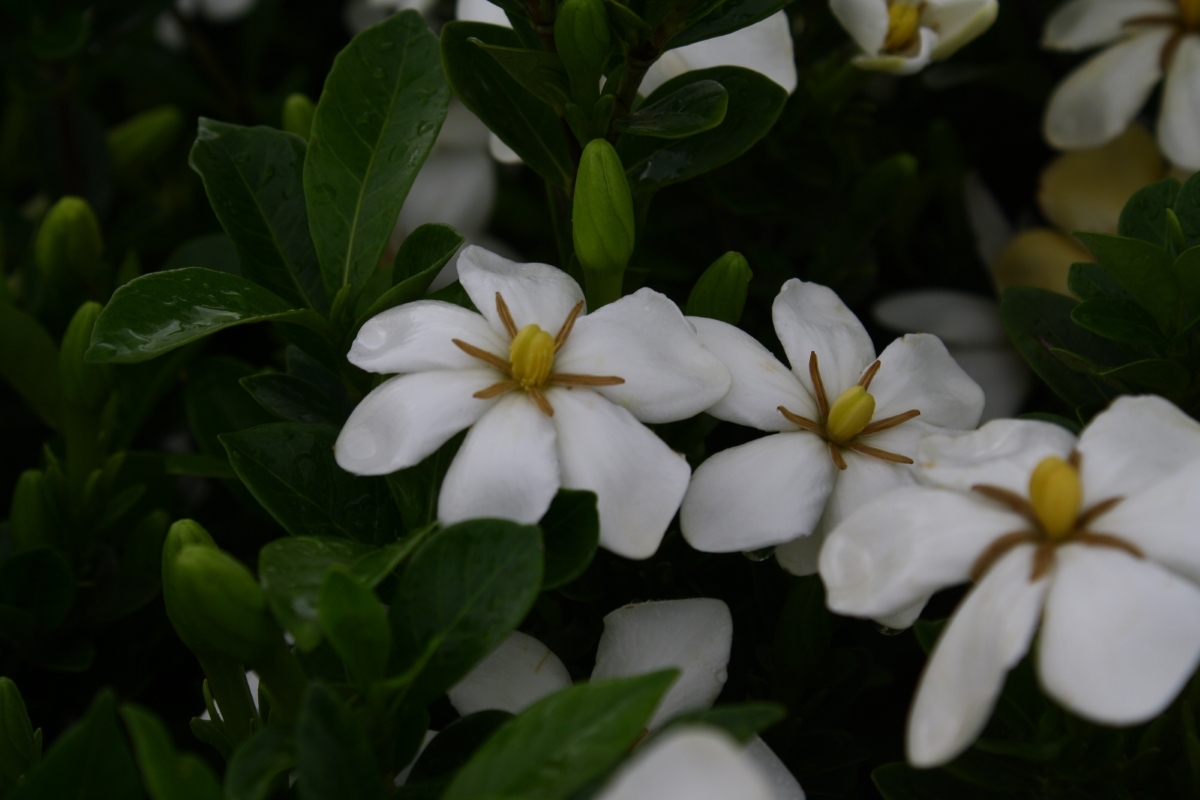 Kleim's Hardy Gardenia