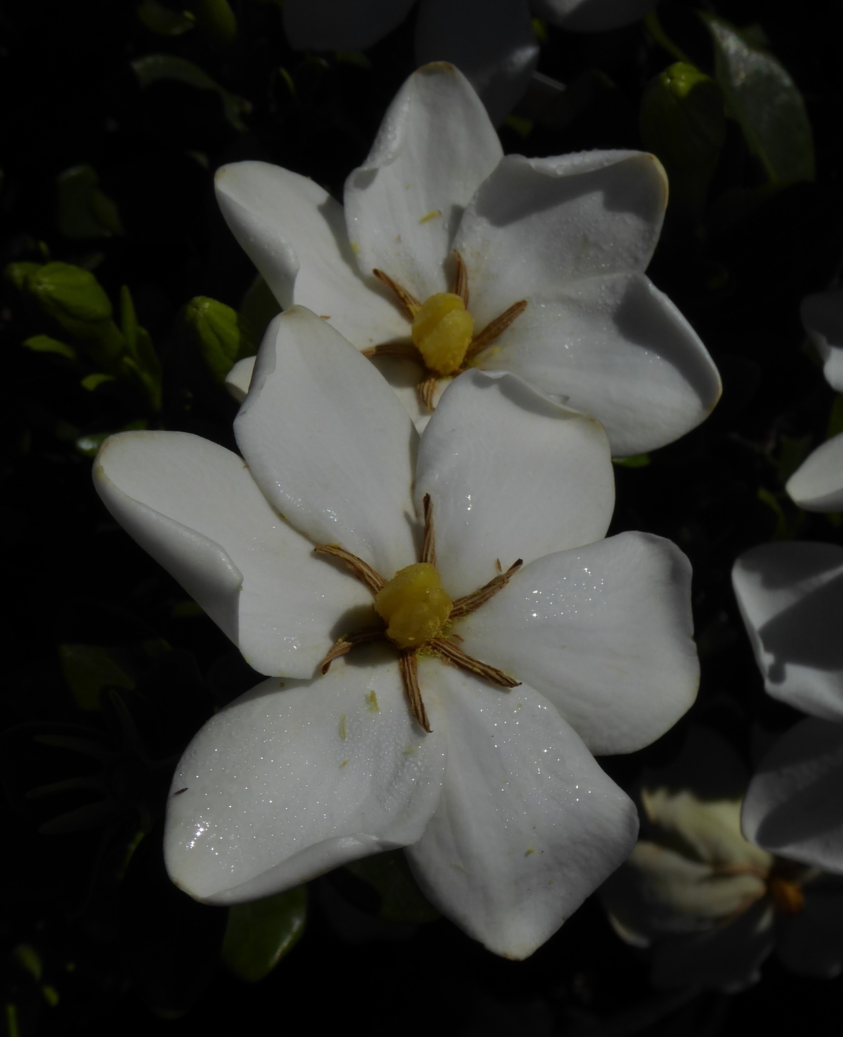 Kleim's Hardy Gardenia