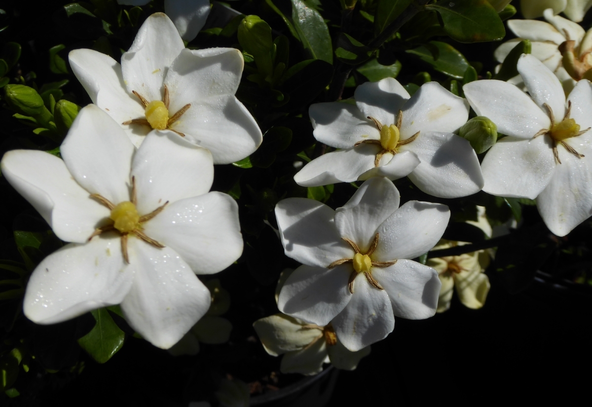 Kleim's Hardy Gardenia