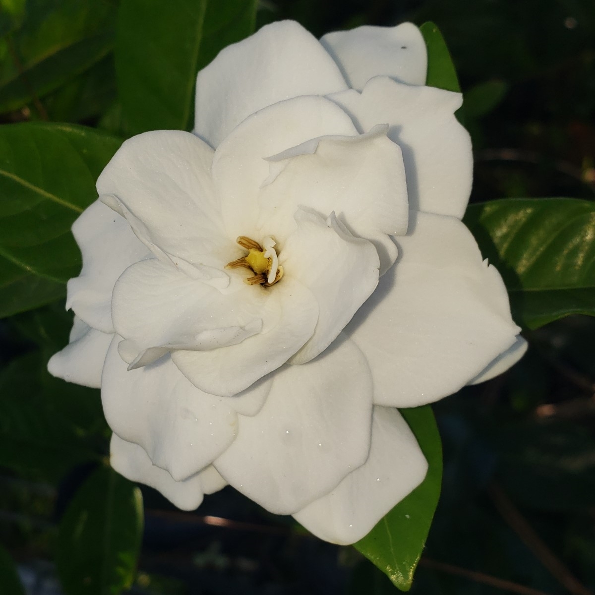Vietchii Gardenia, Everblooming Gardenia