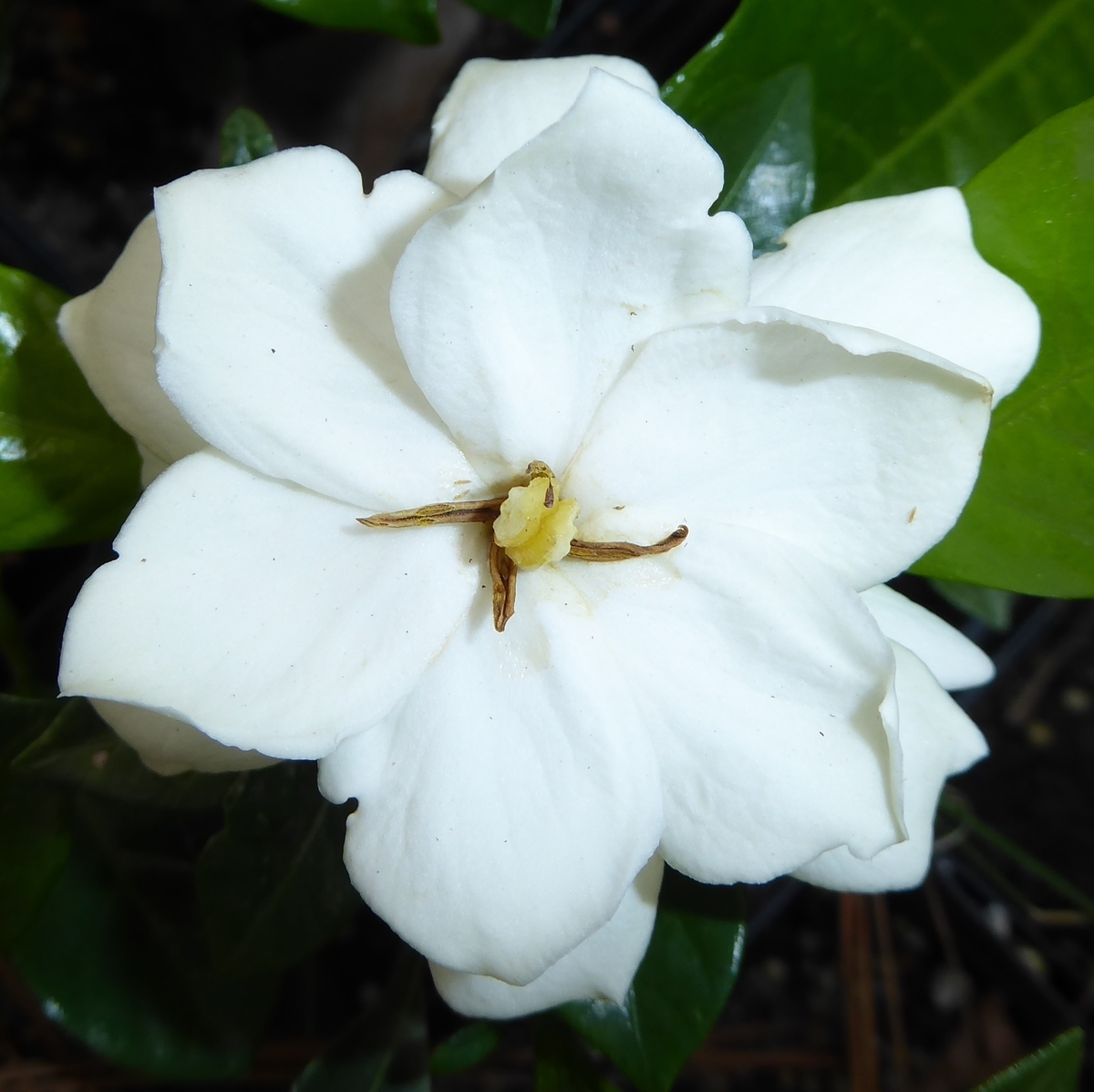 Vietchii Gardenia, Everblooming Gardenia