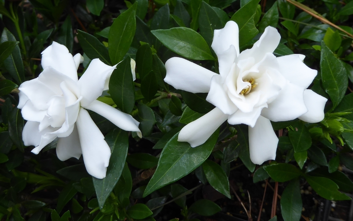 Radicans Dwarf Gardenia, Miniature Gardenia