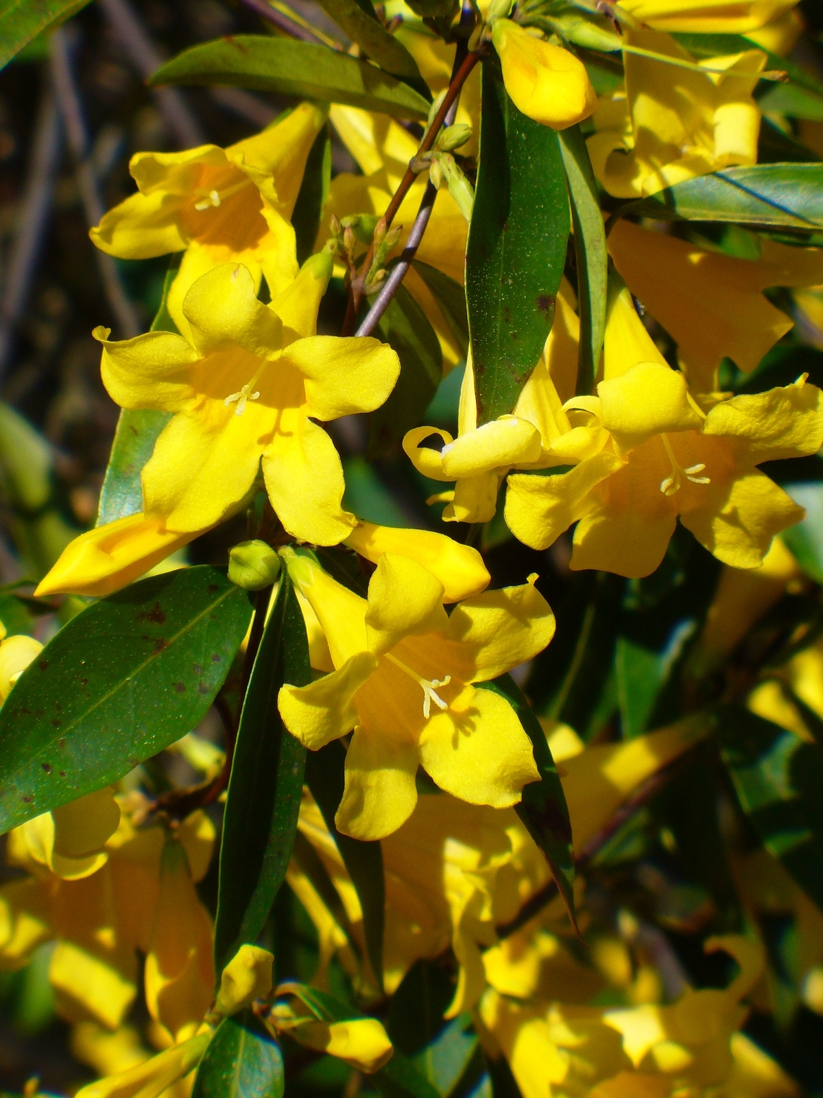 Carolina Yellow Jessamine, Carolina Jasmine, Evening Trumpet Flower, Woodbine