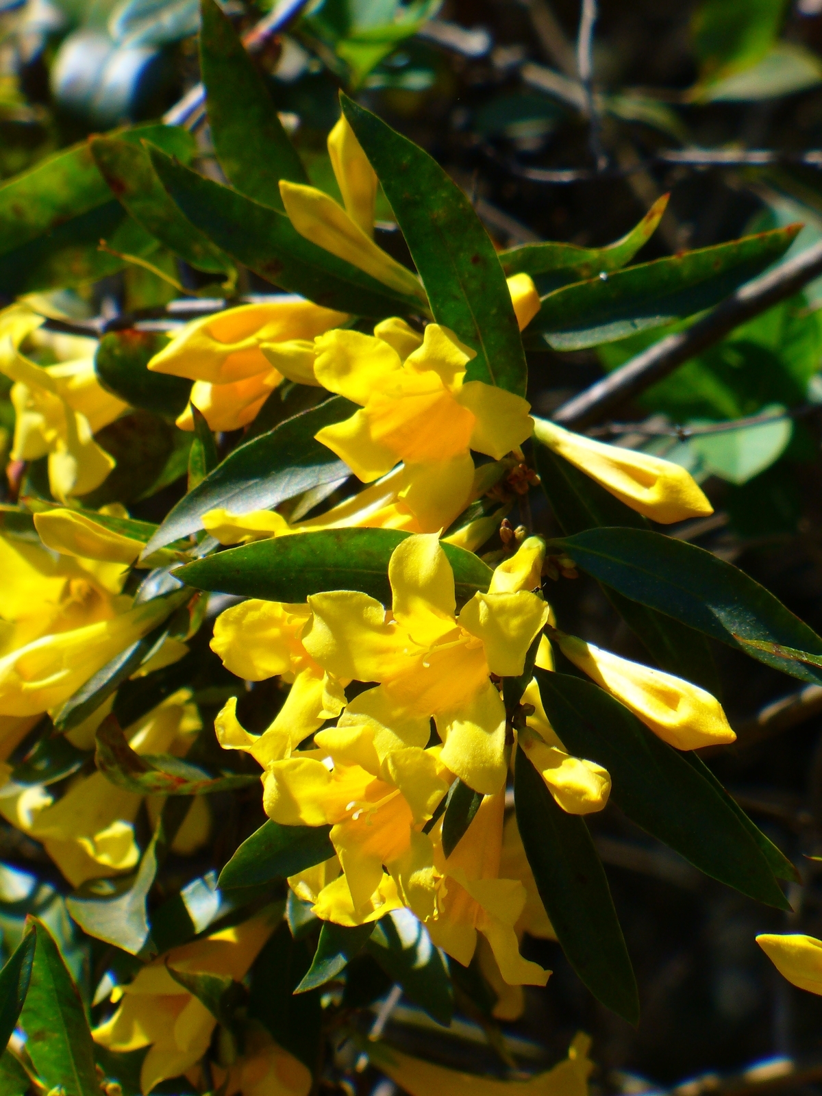 Carolina Yellow Jessamine, Carolina Jasmine, Evening Trumpet Flower, Woodbine
