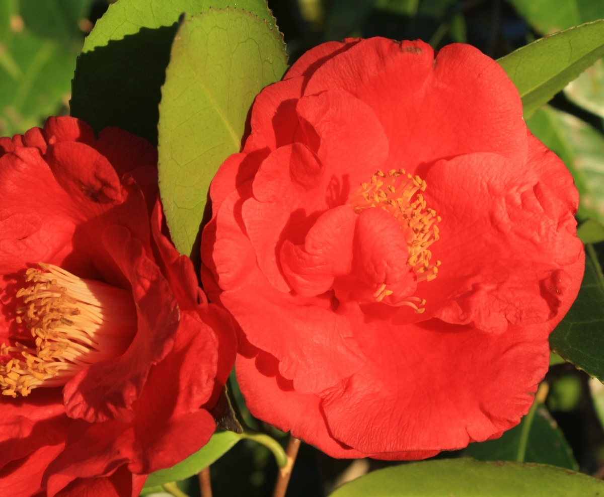 Guilio Nuccio Camellia