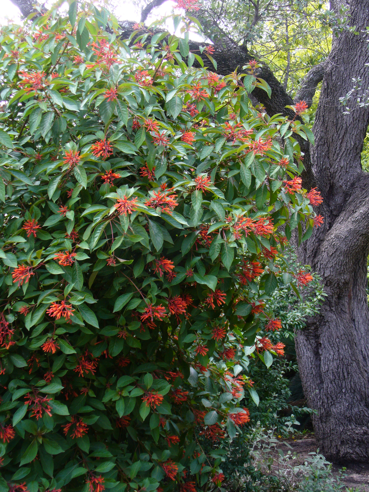 Mexican Fire Bush, Scarlet Bush, Hummingbird Bush