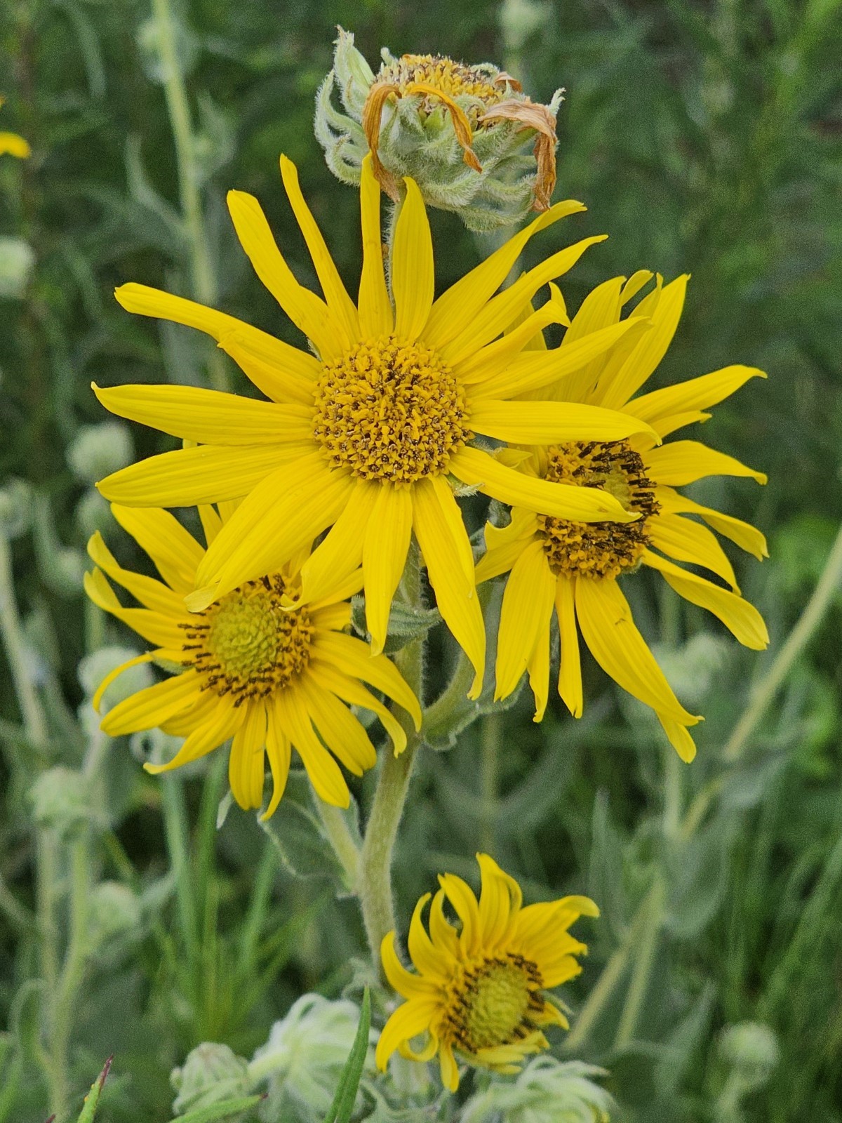 Ashy Sunflower