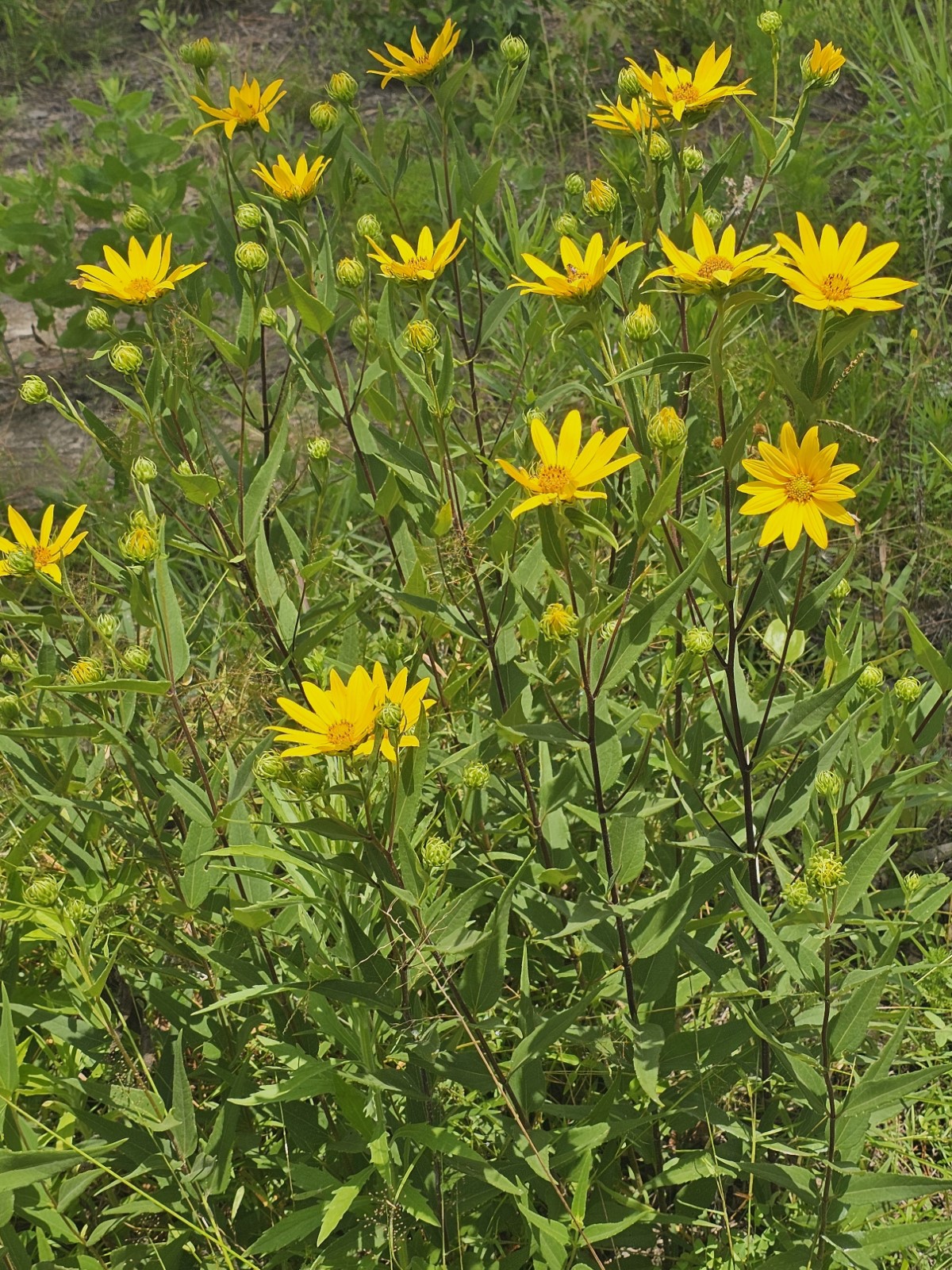 Hairy Sunflower, Rough Sunflower