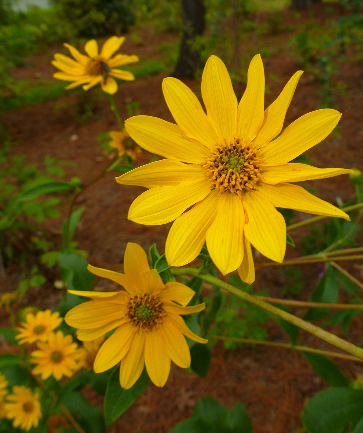 Western Sunflower, Fewleaf Sunflower