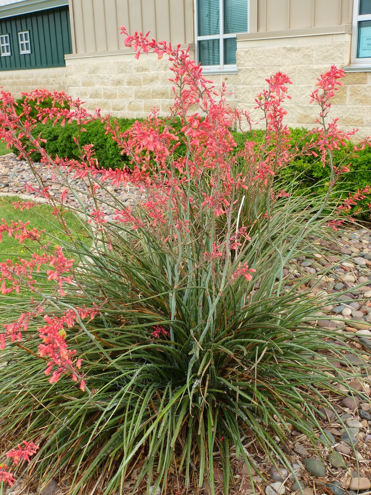 Red Yucca, False Red Yucca, Coral Yucca, Hummingbird Yucca