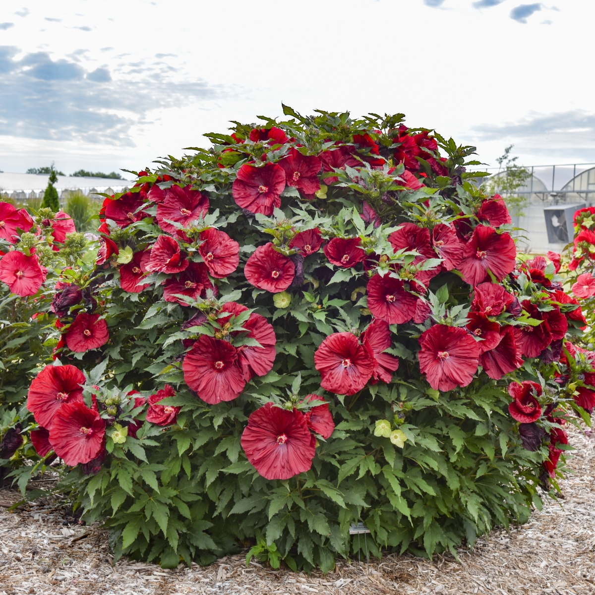 Blackberry Merlot Perennial Hibiscus, Hardy Hibiscus
