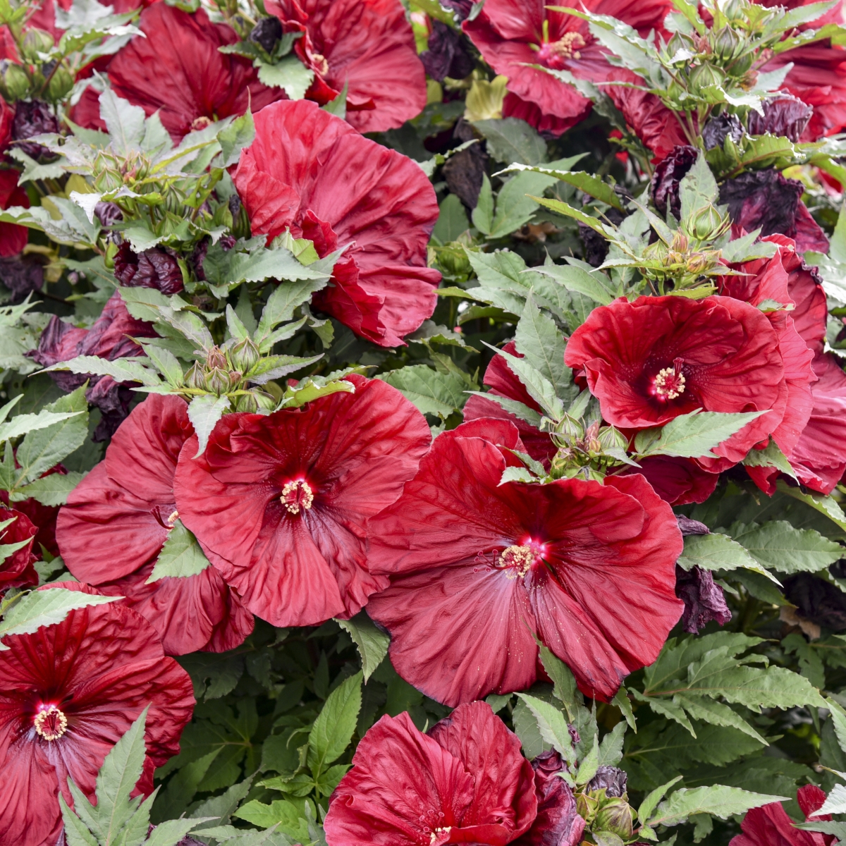 Blackberry Merlot Perennial Hibiscus, Hardy Hibiscus