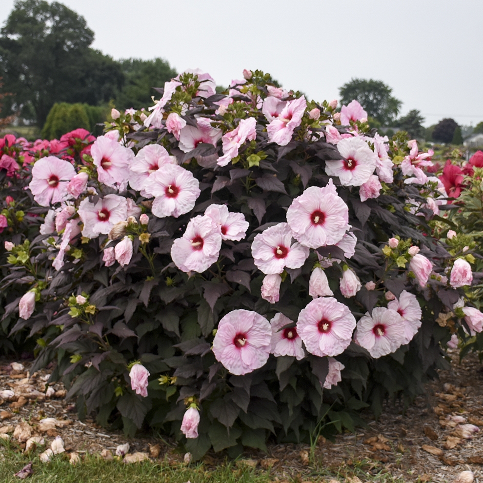 Dark Mystery Perennial Hibiscus, Hardy Hibiscus
