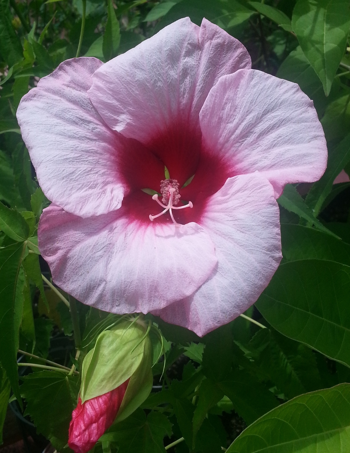 Lady Baltimore Perennial Hibiscus, Hardy Hibiscus