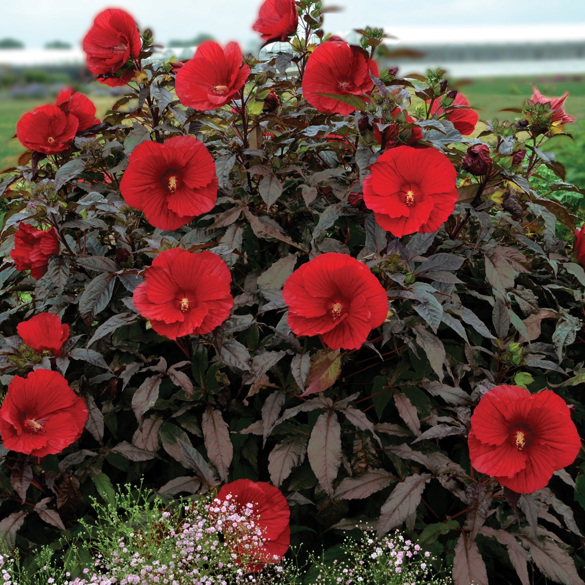 Midnight Marvel Perennial Hibiscus, Hardy Hibiscus