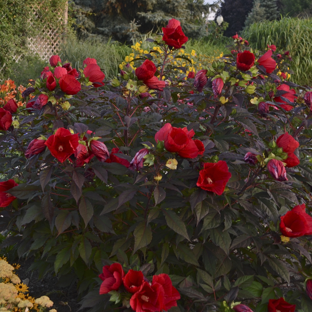 Midnight Marvel Perennial Hibiscus, Hardy Hibiscus