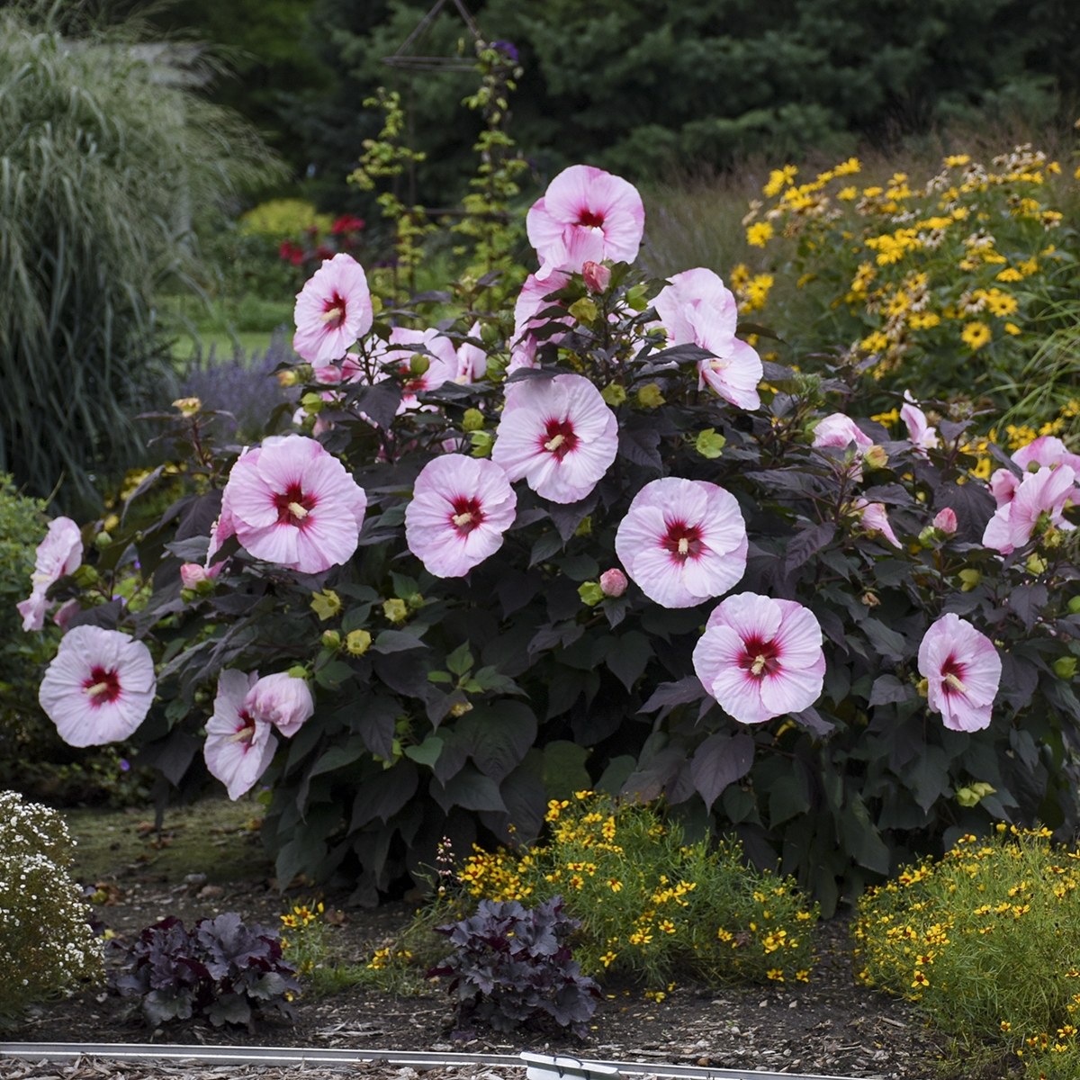 SUMMERIFIC® Perfect Storm Perennial Hibiscus, Hardy Hibiscus