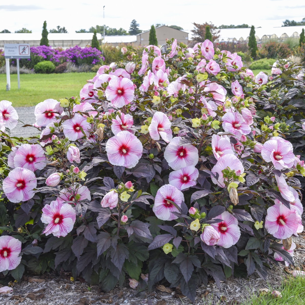 Starry Starry Night Perennial Hibiscus, Hardy Hibiscus