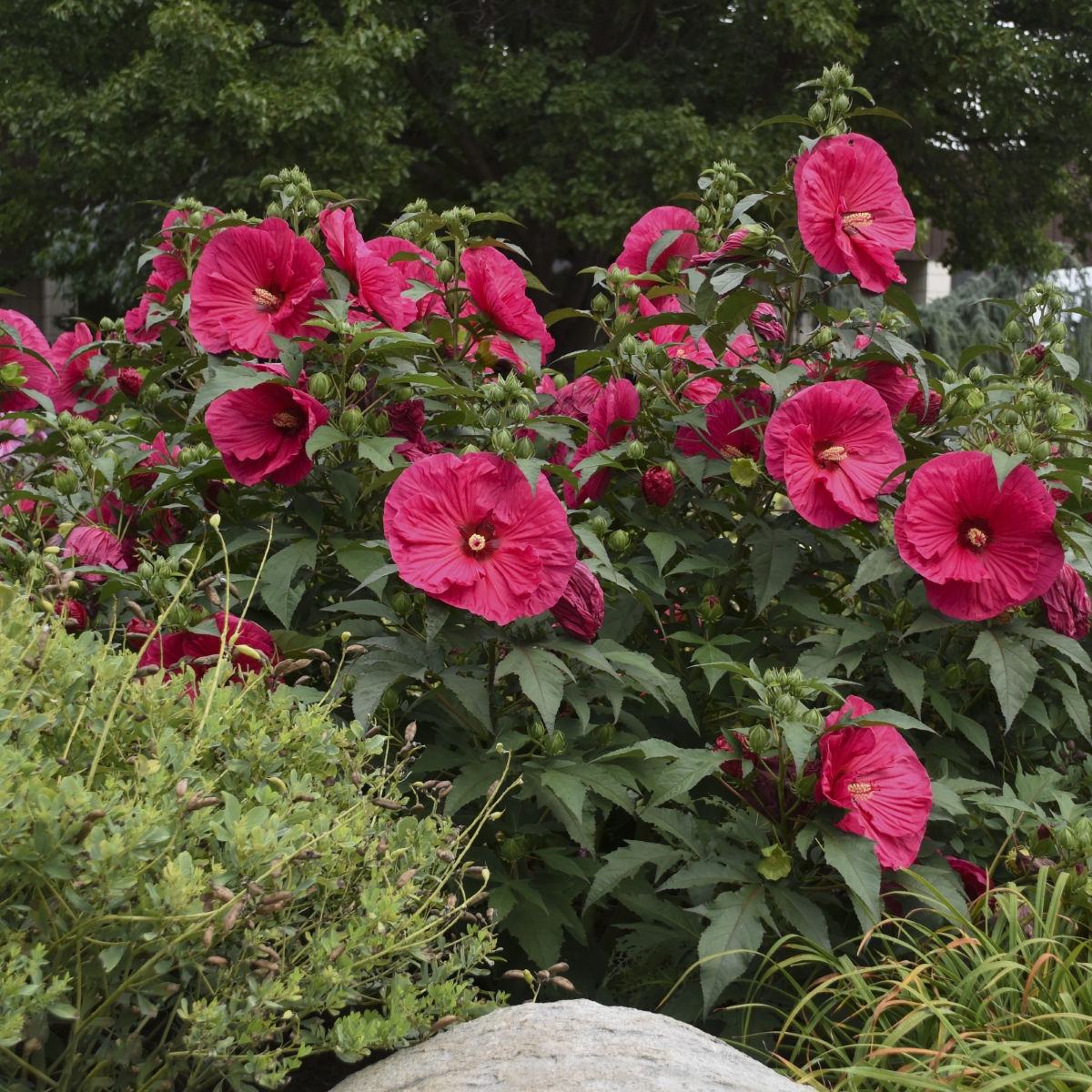 Summer In Paradise Perennial Hibiscus, Hardy Hibiscus