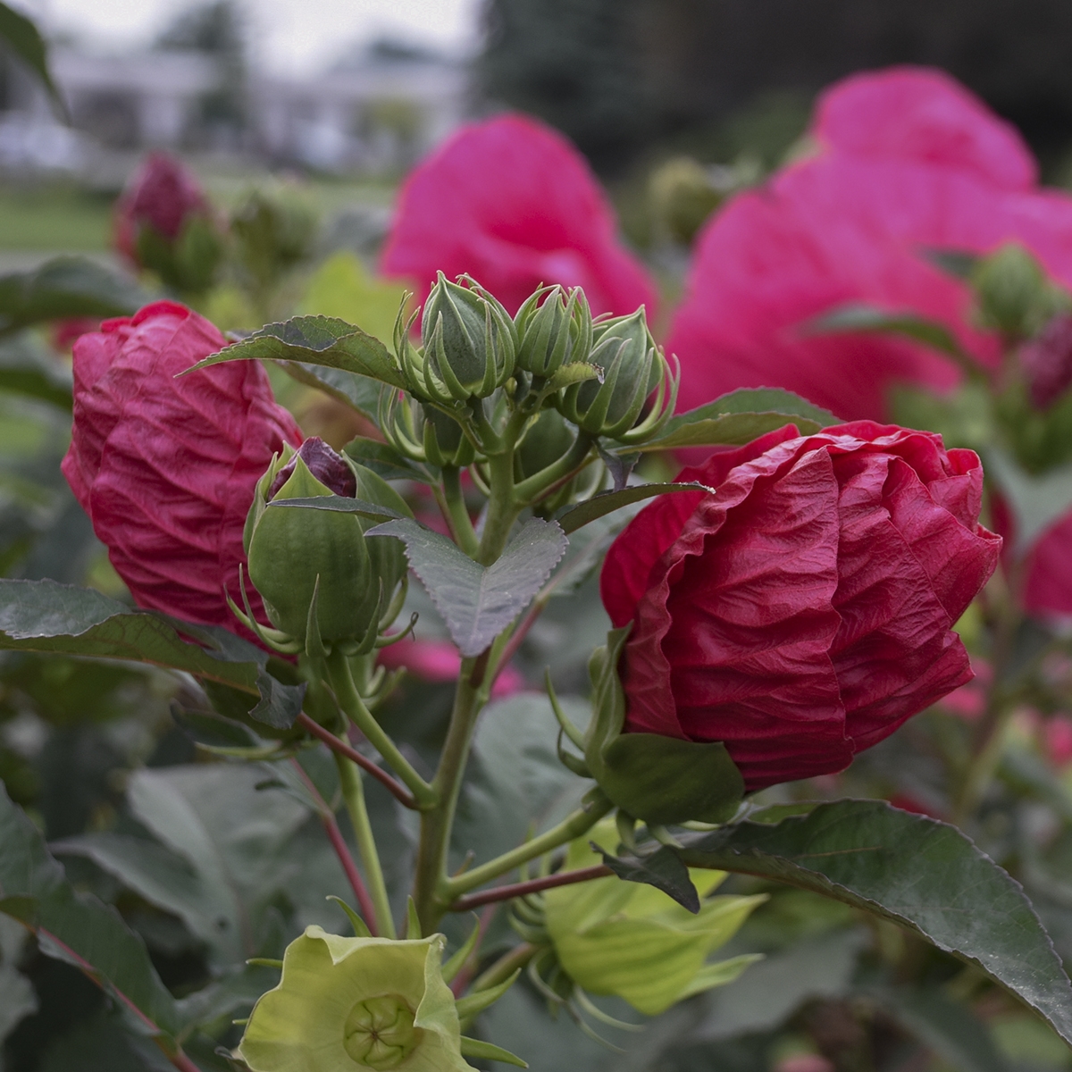 Summer In Paradise Perennial Hibiscus, Hardy Hibiscus