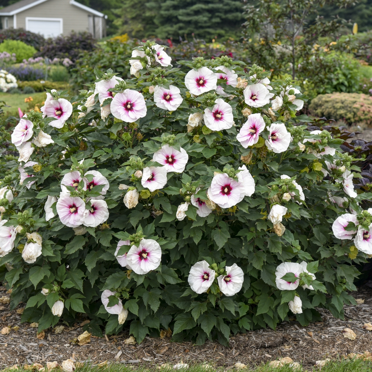 Angel Eyes Perennial Hibiscus, Hardy Hibiscus