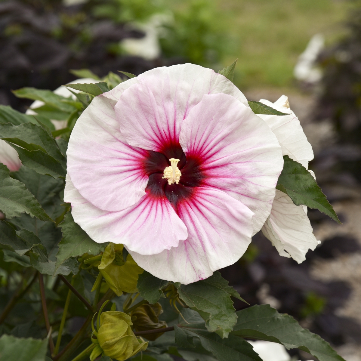 Angel Eyes Perennial Hibiscus, Hardy Hibiscus