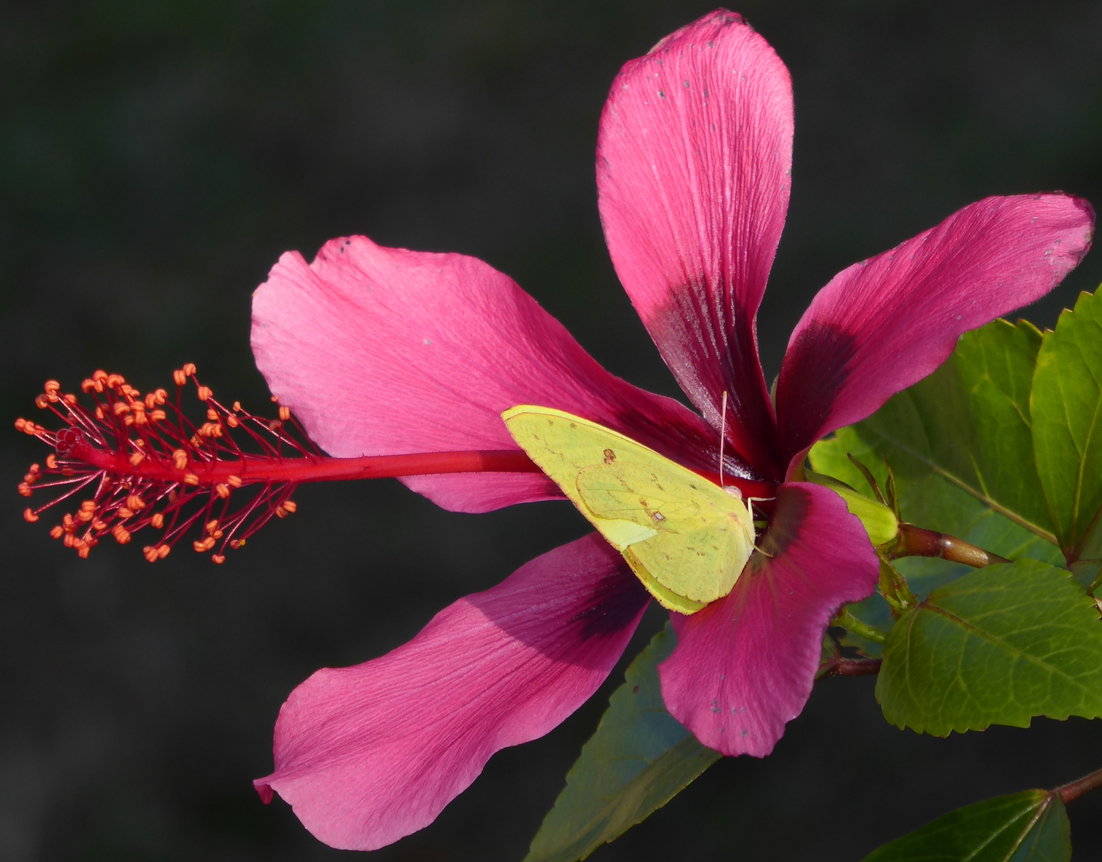 Fiji Island Tropical Hibiscus