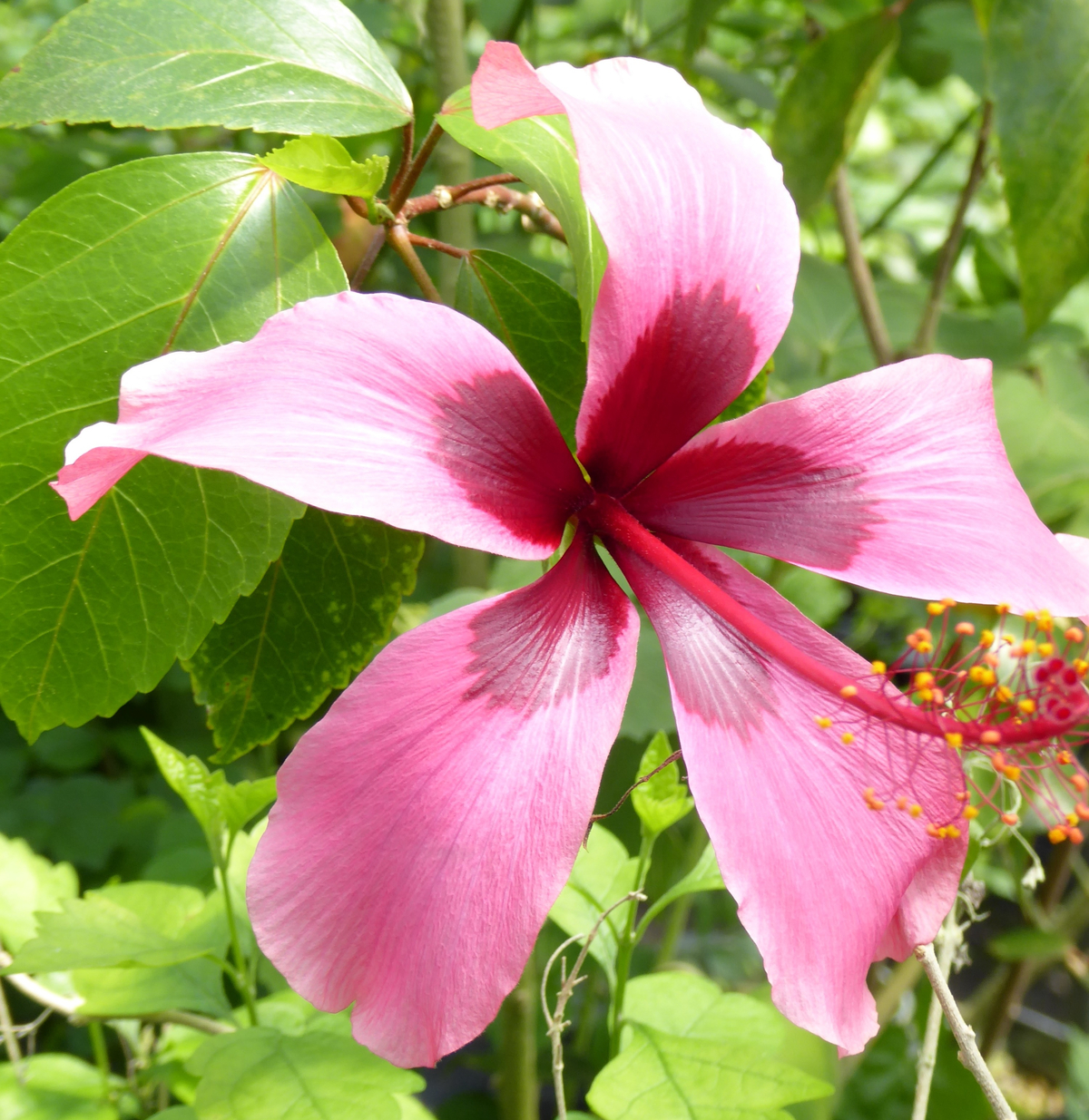 Fiji Island Tropical Hibiscus