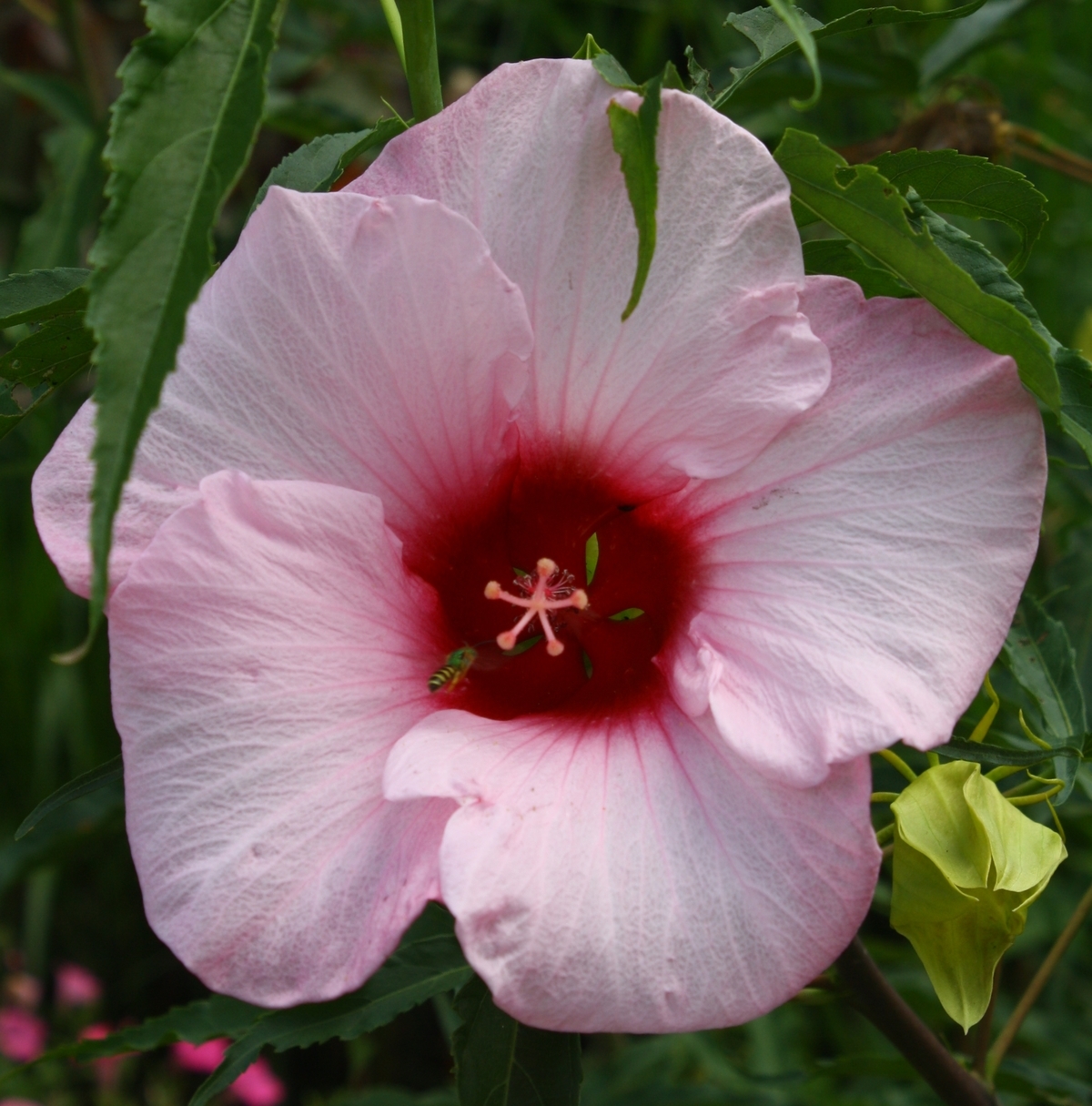 Lady Baltimore Perennial Hibiscus, Hardy Hibiscus