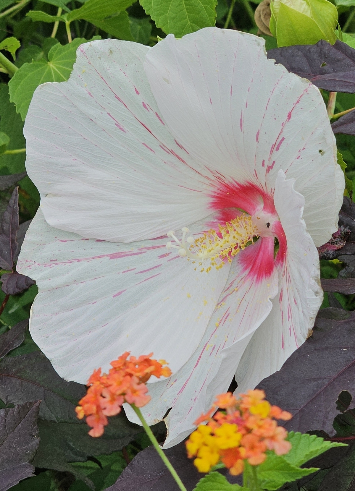 Peppermint Flare Perennial Hibiscus, Hardy Hibiscus