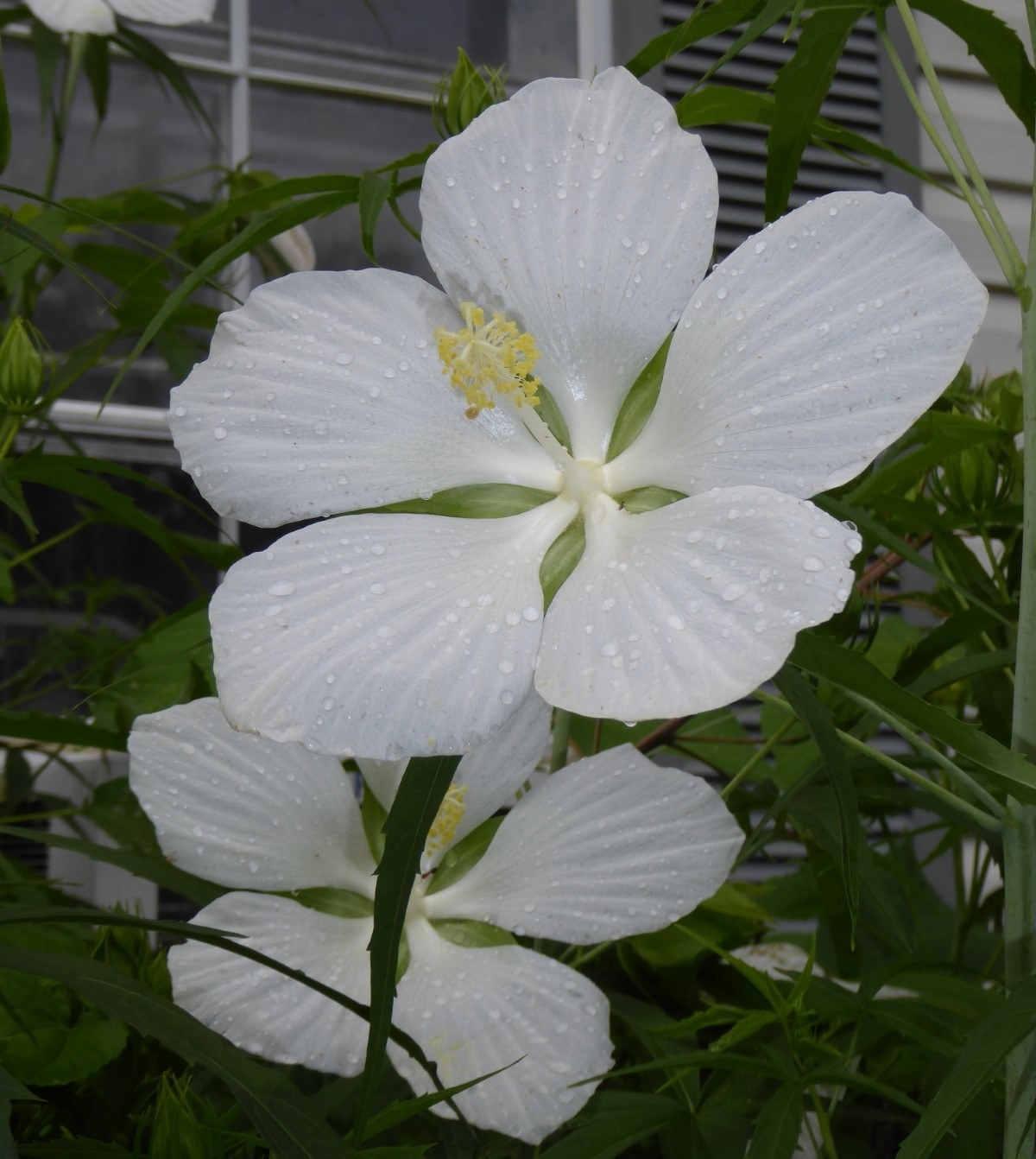 White Texas Star, Lone Star Perennial Hibiscus, White Swamp Hibiscus, Swamp Hibiscus