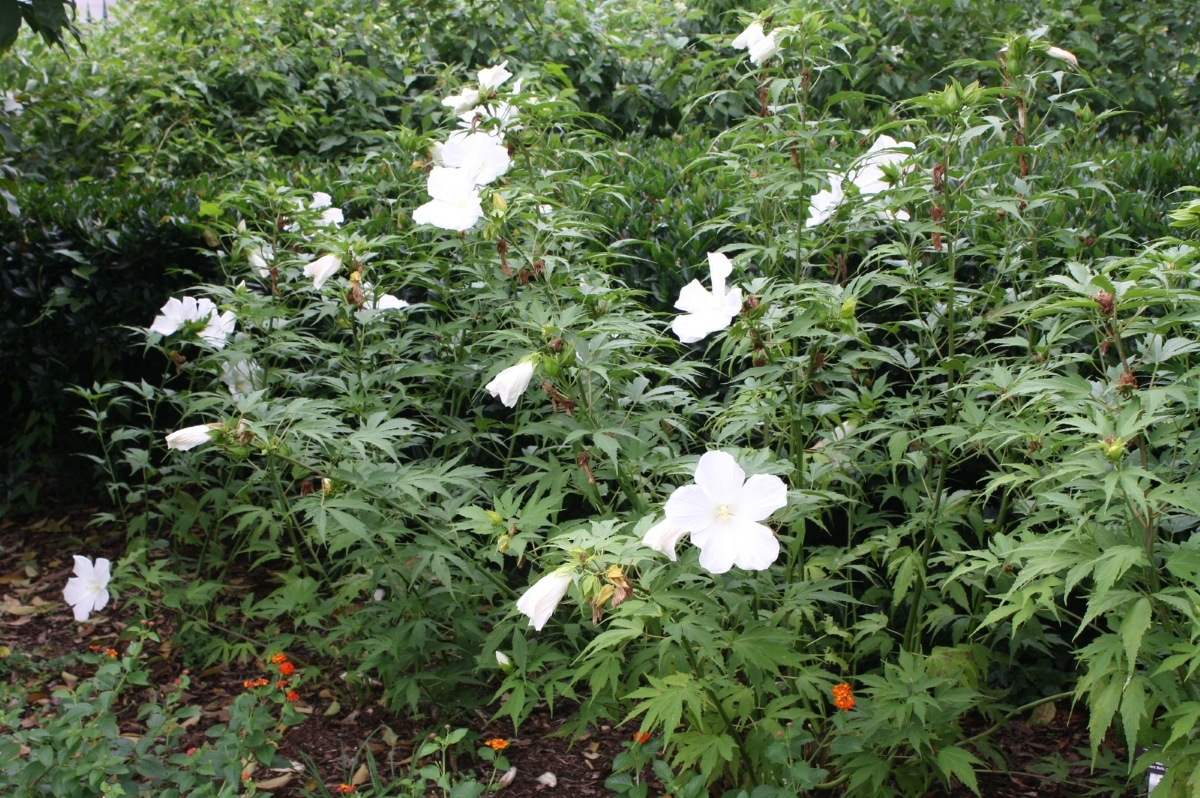 White Texas Star, Lone Star Perennial Hibiscus, White Swamp Hibiscus, Swamp Hibiscus