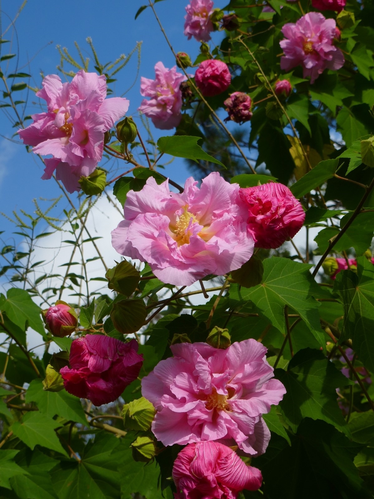 Double Pink Confederate Rose, Cotton Rose Mallow