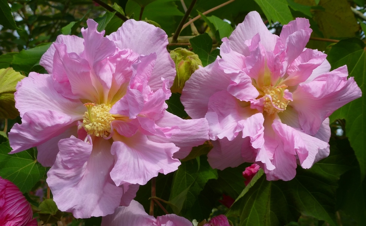 Double Pink Confederate Rose, Cotton Rose Mallow