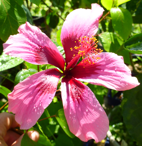 Fiji Island Tropical Hibiscus