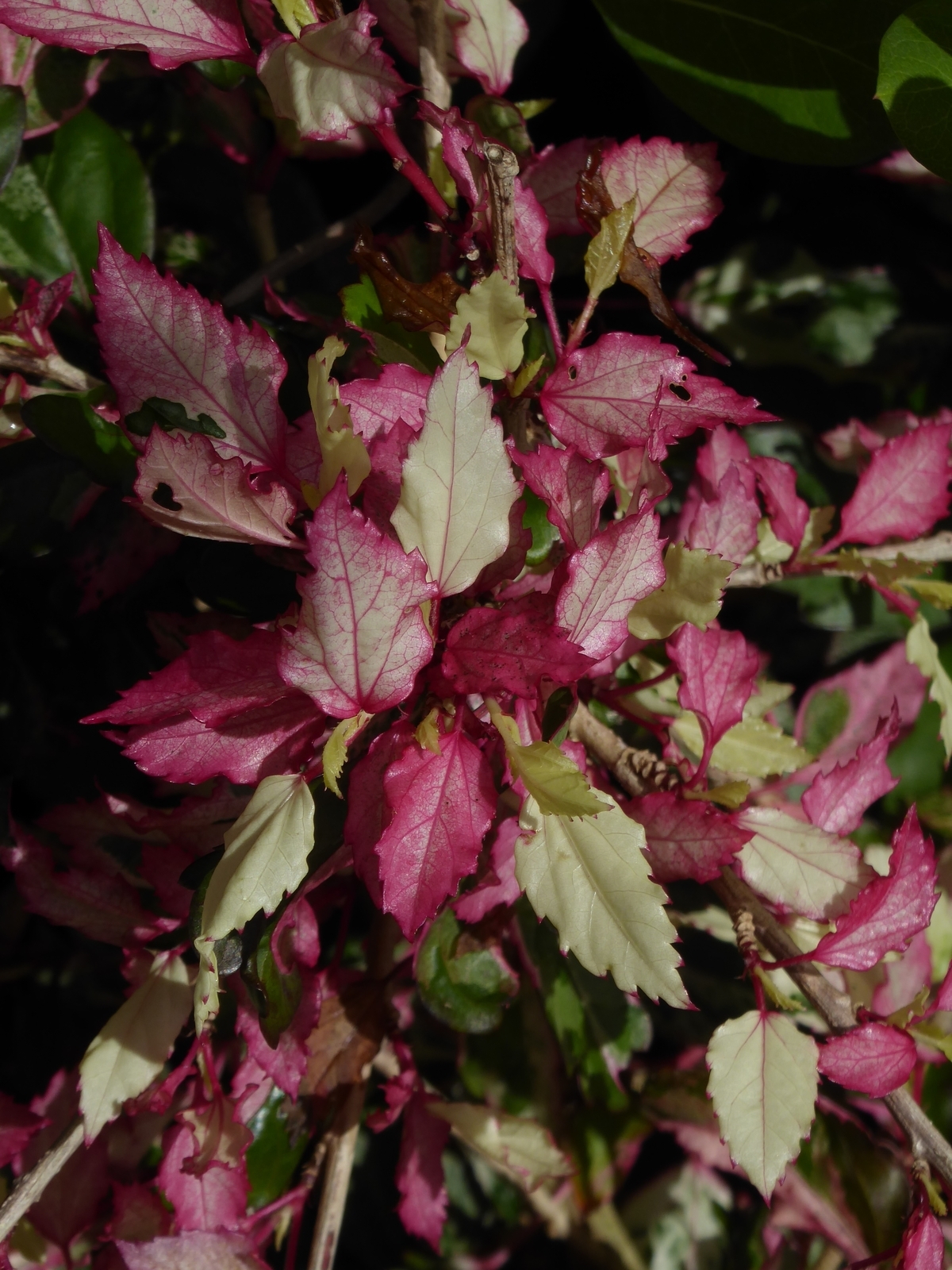 Cooper's Variegated Hibiscus, Checkered Hibiscus