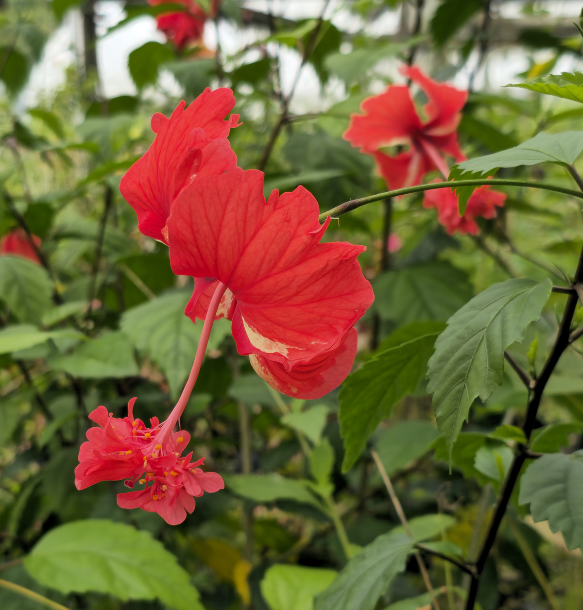 Red El Capitolio Hibiscus, El Capitolio Bloody Mary Hibiscus, Red Poodle Hibiscus