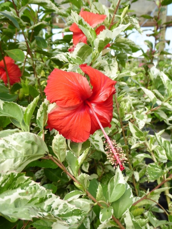 Snow Queen Variegated Hibiscus